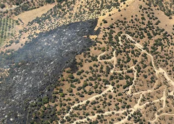 Efeler’deki makilik yangını kontrol altına alındı