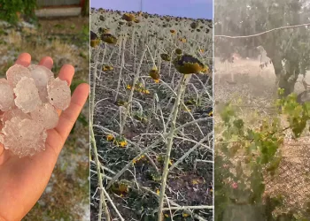 Tekirdağ’da dolu ayçiçeği ve karpuz tarlalarını vurdu