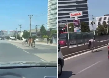 Bursa’da başıboş atlar trafiği tehlikeye attı