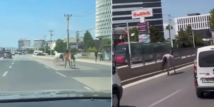 Bursa’da başıboş atlar trafiği tehlikeye attı