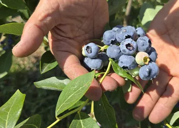Yüzlerce ton üretim yapan çiftçi soğuk hava deposu istiyor