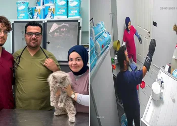 Veterinerde deprem etkisi yapan kedi Türkiye’nin gündeminde
