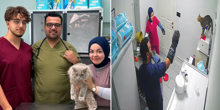 Veterinerde deprem etkisi yapan kedi Türkiye’nin gündeminde