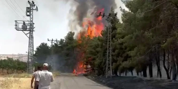 Gaziantep’te orman yangını