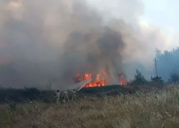 Muğla’da orman yangını