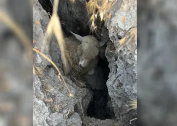 Ankara’da hayvan sürüsü oluşan obruğa düştü
