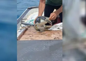 Balıkçı, Çuvala Dolanan Caretta Carettayı Kurtardı.