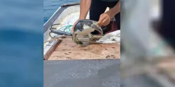 Balıkçı, Çuvala Dolanan Caretta Carettayı Kurtardı.