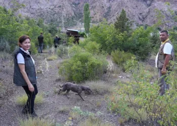 Trüf mantarının izini eğitimli köpekler sürdü