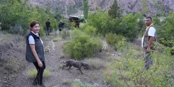 Trüf mantarının izini eğitimli köpekler sürdü