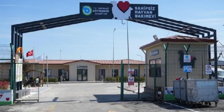 Tekirdağ’da 5 binden fazla sahipsiz hayvana umut oldular