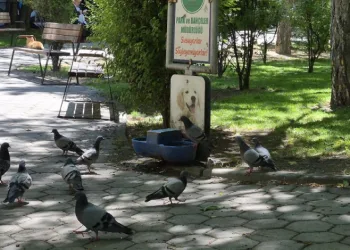 Susayan onlarca güvercin, köpekler için konulan suyu içti