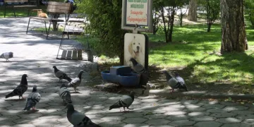 Susayan onlarca güvercin, köpekler için konulan suyu içti