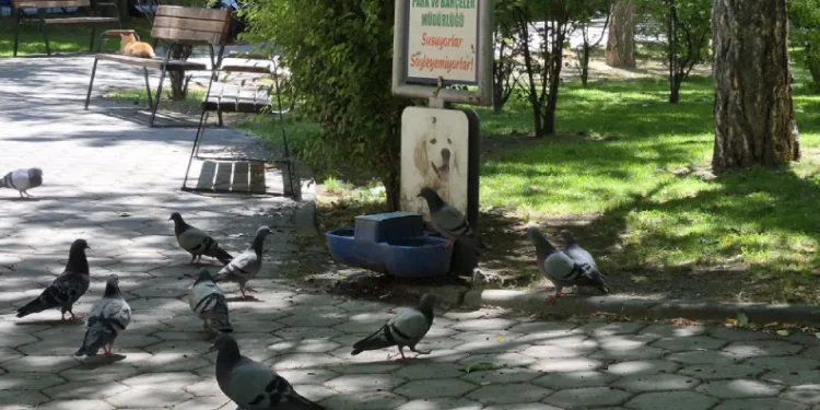 Susayan onlarca güvercin, köpekler için konulan suyu içti