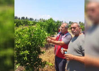 Narenciye bahçelerinde faydalı böcek salımı yapıldı