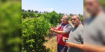 Narenciye bahçelerinde faydalı böcek salımı yapıldı