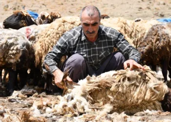 Şırnak’ta koyun kırkma mesaisi başladı