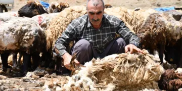 Şırnak’ta koyun kırkma mesaisi başladı