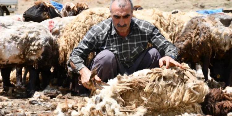 Şırnak’ta koyun kırkma mesaisi başladı