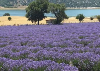 Kütahya’da lavanta bahçesi kapılarını ziyaretçilere açtı