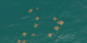 Akdeniz’de vatoz sürüsünün su yüzeyindeki görsel şöleni dron kamerasına yansıdı
