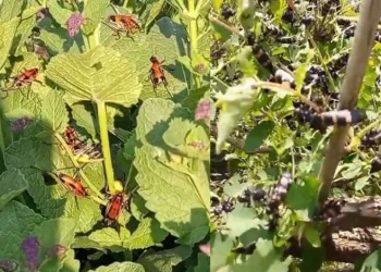 Hakkari’de çekirge istilası