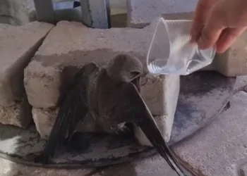 Sıcaktan bitkin düşen ebabil, su ile yeniden hayata tutundu