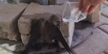 Sıcaktan bitkin düşen ebabil, su ile yeniden hayata tutundu