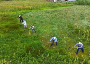Muş’ta imece usulü tırpan mesaisi