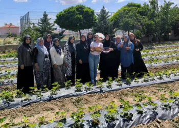 ADEM projesinde ilk çilek hasadı yapıldı
