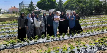 ADEM projesinde ilk çilek hasadı yapıldı