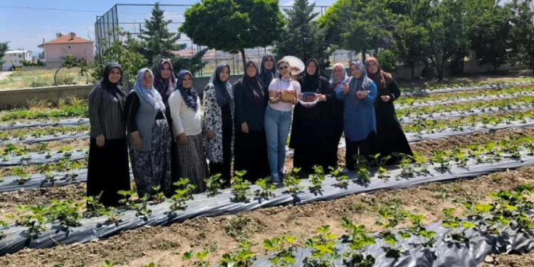 ADEM projesinde ilk çilek hasadı yapıldı
