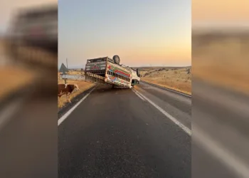 Siverek-Çermik kara yolunda hayvan yüklü kamyonet devrildi