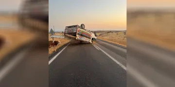 Siverek-Çermik kara yolunda hayvan yüklü kamyonet devrildi