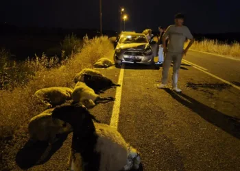 Diyarbakır’da otomobil sürüye çarptı: 10 koyun telef oldu