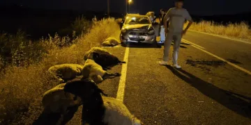 Diyarbakır’da otomobil sürüye çarptı: 10 koyun telef oldu