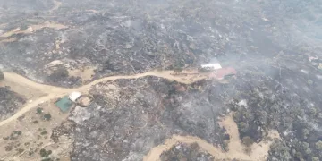 Ormanın sessiz çığlığı havadan görüntülendi