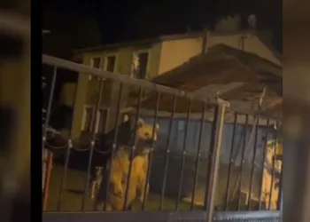 Sarıkamış’ta Ayılar Bahçenin Misafiri Oldu