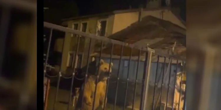Sarıkamış’ta Ayılar Bahçenin Misafiri Oldu