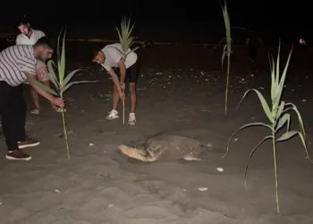 Gençlerden Caretta Carettaya Duyarlı Destek