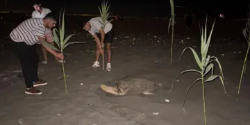 Gençlerden Caretta Carettaya Duyarlı Destek