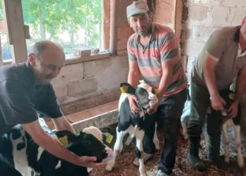 Edirne’de besicinin üçüz buzağı sevinci