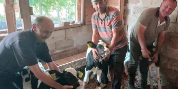 Edirne’de besicinin üçüz buzağı sevinci