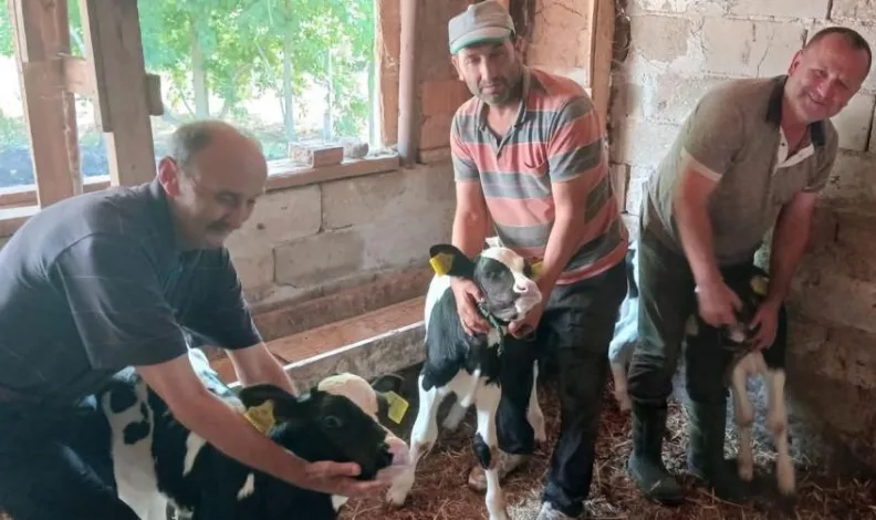 Edirne’de besicinin üçüz buzağı sevinci
