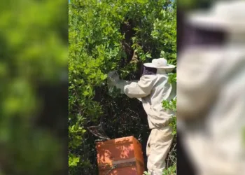 Bingöl’de kovandan firar eden binlerce arı meşe ağacına oğul verdi
