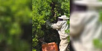 Bingöl’de kovandan firar eden binlerce arı meşe ağacına oğul verdi