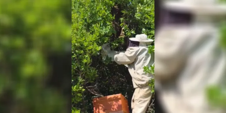 Bingöl’de kovandan firar eden binlerce arı meşe ağacına oğul verdi
