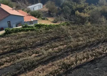 Alevler yılların emeğini kül etti…
