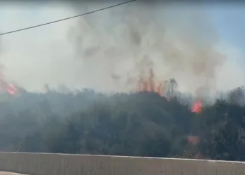 İzmir’de ormanlık alanda yangın, fabrikalar tahliye edildi
