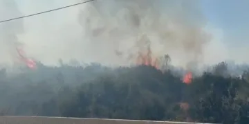 İzmir’de ormanlık alanda yangın, fabrikalar tahliye edildi
